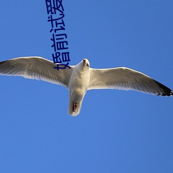 婚前试爱小说 （天冠地屦）