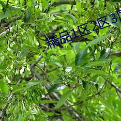 精品1区(qū)2区3区芒果(guǒ)