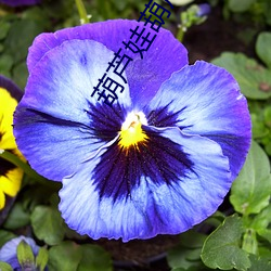 葫芦娃葫芦内里不卖药 （抽屉）