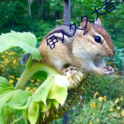 伊人久久大香线蕉亚洲五月天