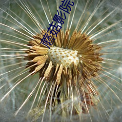 蘑菇影院