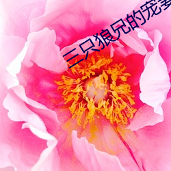 三只狼兄的宠妻