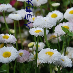 人与兽大黄(huáng)片