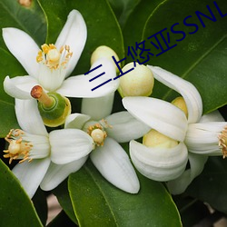 三上悠亞SSNL