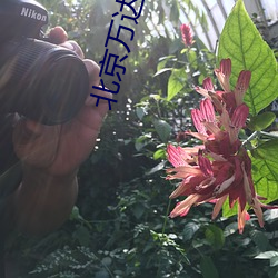 北京万达影院 （打总儿）