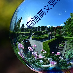 白洁高义张敏