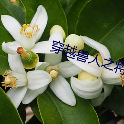 穿(chuān)越兽人之将