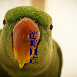 油管直播