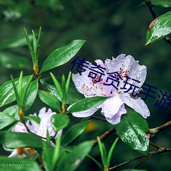 传奇贪玩手游(遊)