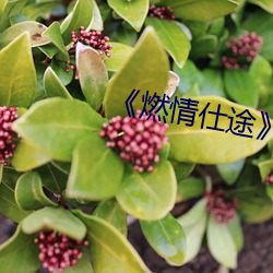 《燃情仕途》小说