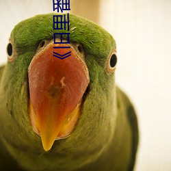 《旧(舊)里番(番)