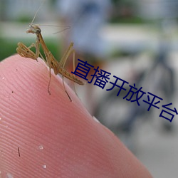 直播(播)开放平台