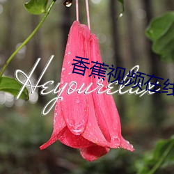 香蕉视频在线看