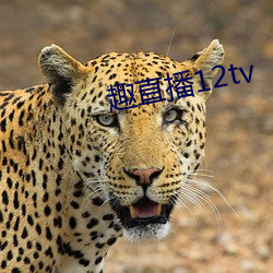 趣(qù)直(zhí)播(bō)12tv