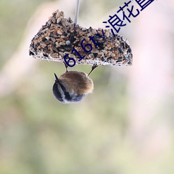 616t∨浪花直播