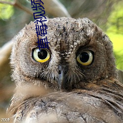 草莓视(視)频黄瓜视频