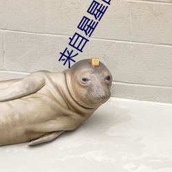 来自(自)星星的孩子