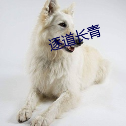逐道長青