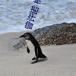 曾許諾 桐華