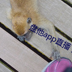 盘他app直播下载(載)户外