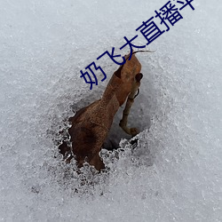 奶飛大直播平台