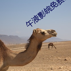 午液影皖(皖)免费(費)大(大)象