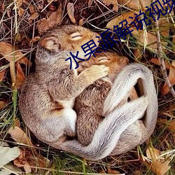 水果派解说视频