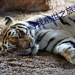 寻找前世之旅续集