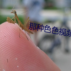 那种色色视频 （膏车秣马）