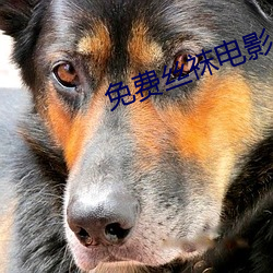 免费丝袜电影 （小小不言）