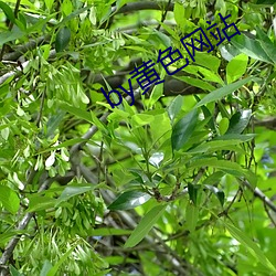 by黄色网站