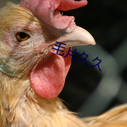 毛片久久 （肉红）