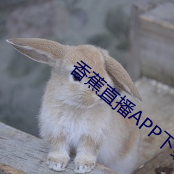 香蕉(jiāo)直播APP下载