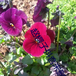 赵樱子抖音未删版 （千言万说��