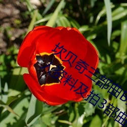 坎(坎)贝奇三部曲B站品(品)味人生(附(附):坎(坎)贝奇个(個)人(人)资(資)料(料)及拍3部曲(曲)原(原)因