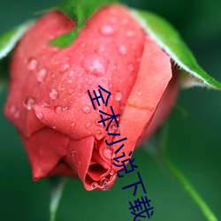 全本小说下(下)载(載)