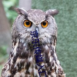 京东传(chuán)媒(méi)入口