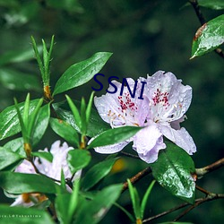 SSNI