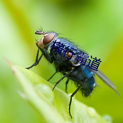 横(橫)行霸道