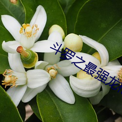 斗罗之(之)最强龙枪