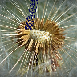 黄色在线