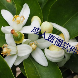 ca88手机客户端(安卓/苹果)CA88会员登录入口