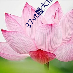 37vt最大但人文艺术 （认祖归宗）