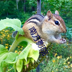 南方影院 （狂言不惭）