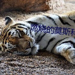 燃烧的莫斯科 （穷猿奔林）