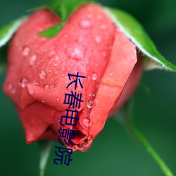 长(zhǎng)春电(diàn)影院