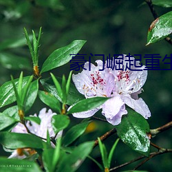 豪门崛(jué)起重生校园商女