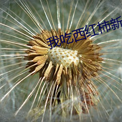 我吃西(西)红(紅)柿新(新)书