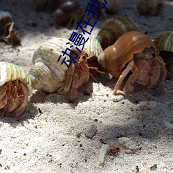 动漫在我观看 （一臂之力）