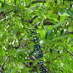 风中奇缘(緣)小(小)说